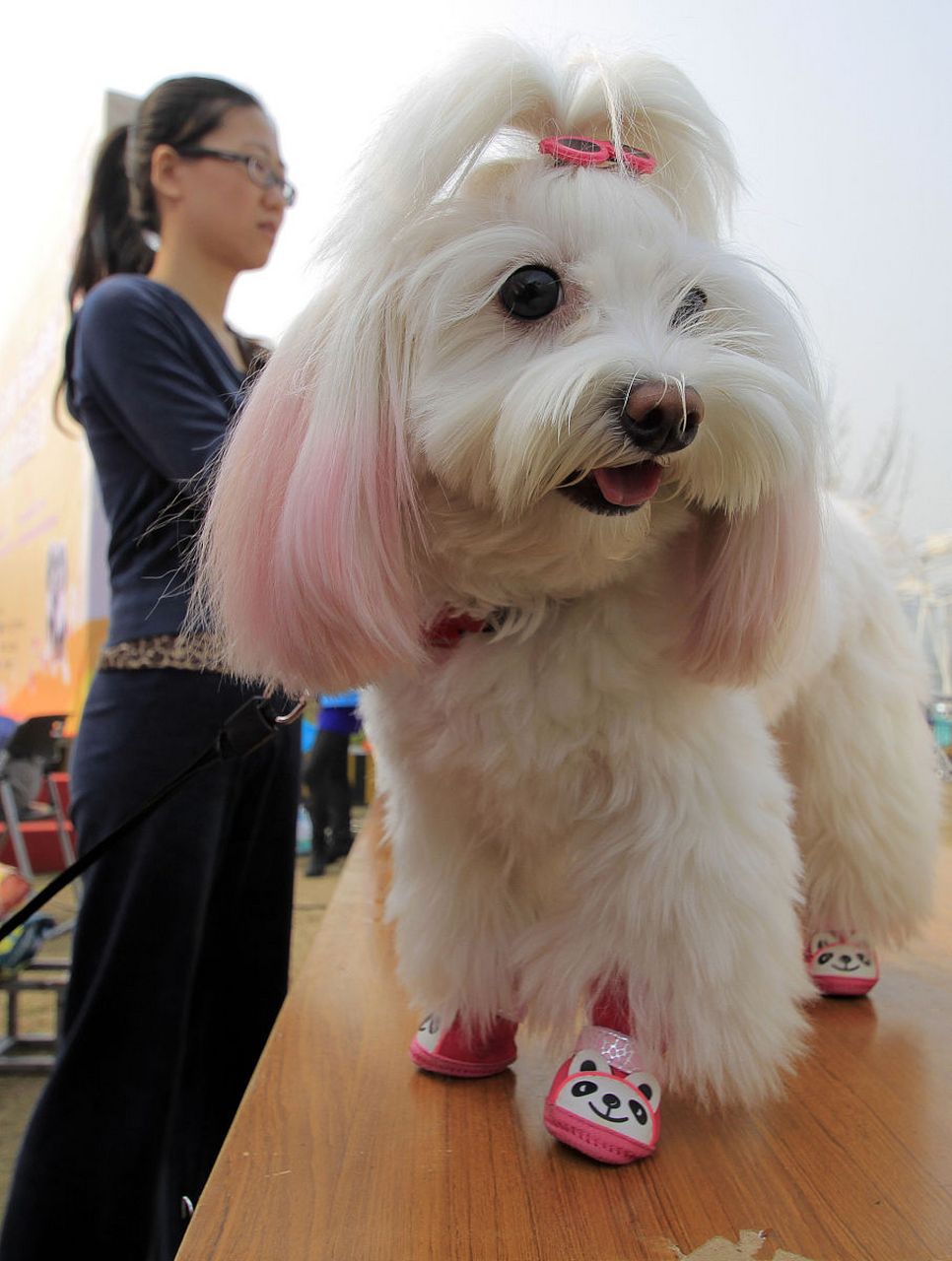 马尔济斯,优雅迷人的小型犬!