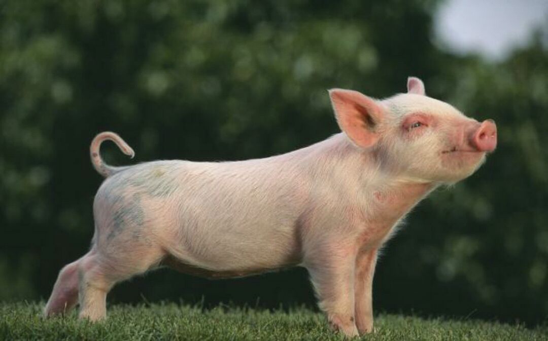 在农村自家院子里养殖10头猪,一年可以赚多少钱