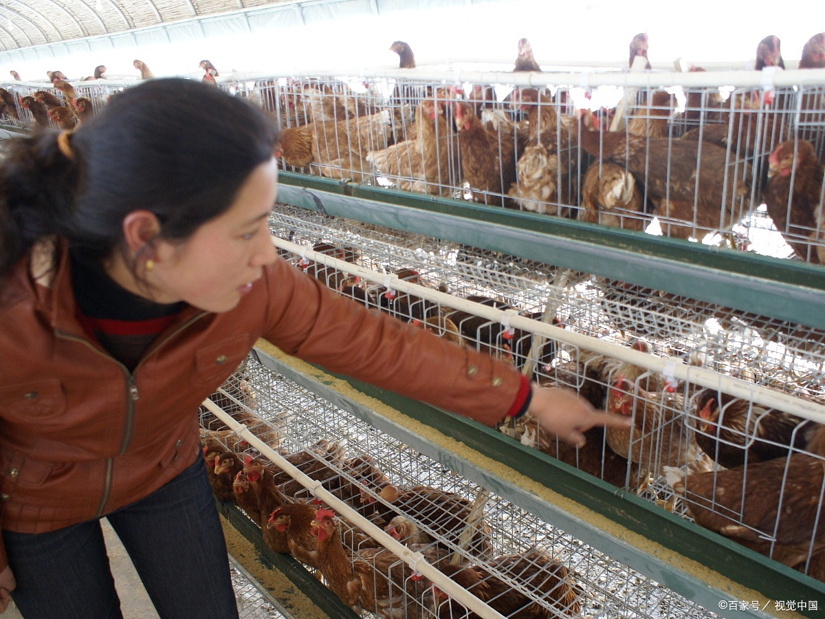 公司找農民合作養雞,包設備包回收,飼料賒賬,是餡餅還是陷阱