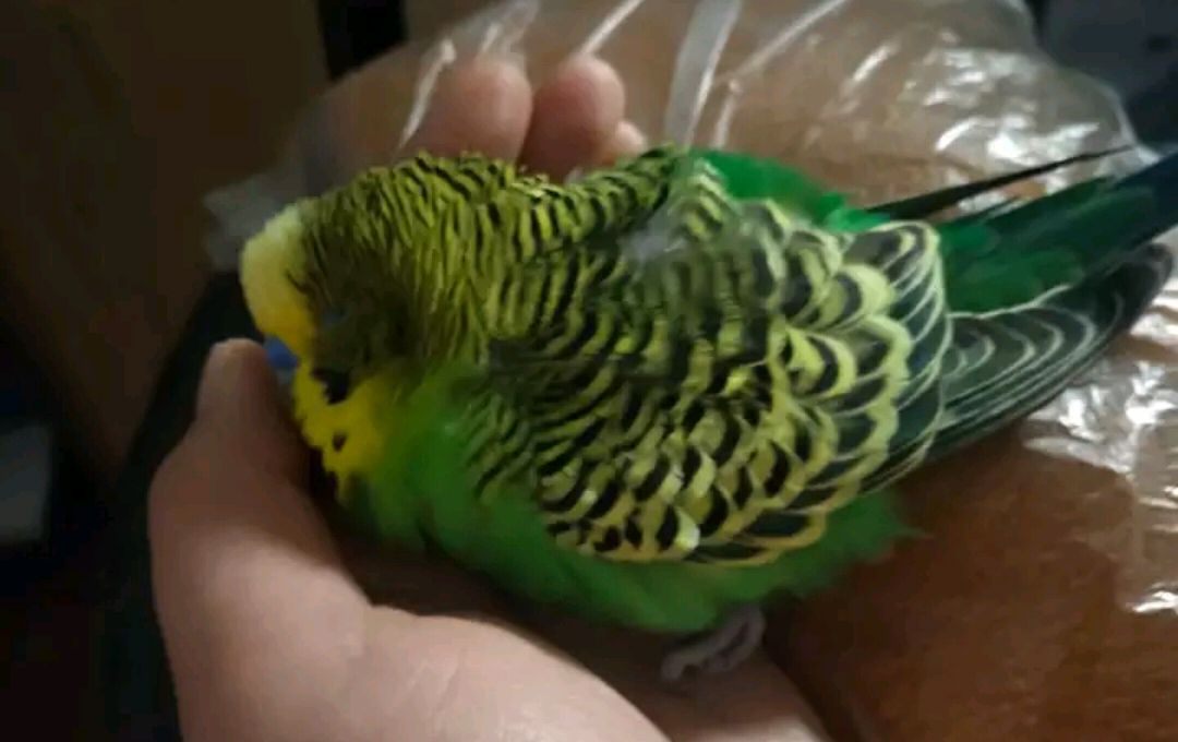 虎皮鹦鹉炸毛的原因