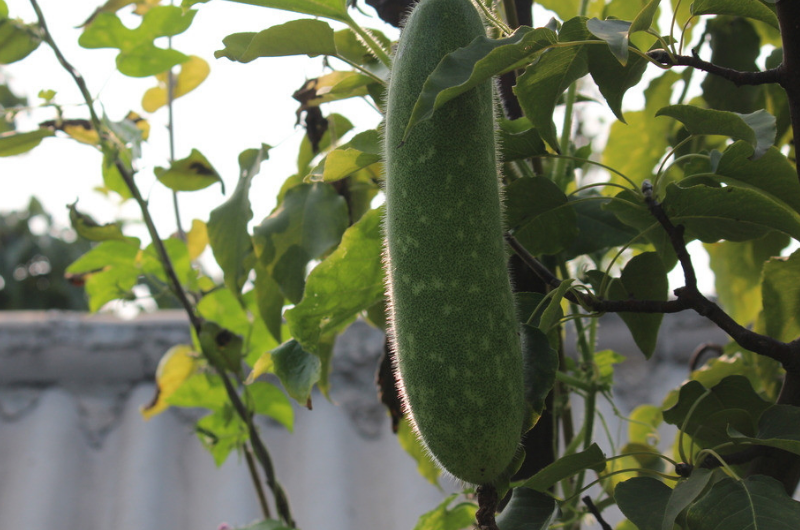 冬瓜果实除作蔬菜外,也可浸渍为各种糖果;果皮和种子药用,有消炎,利尿