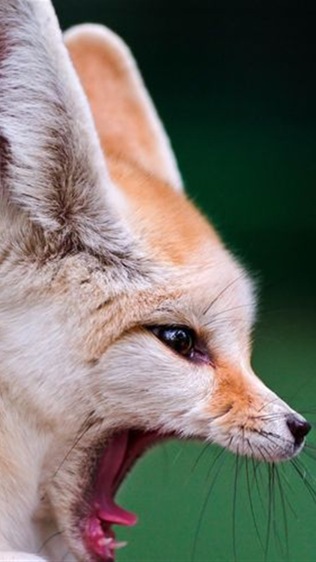 行动起来!保护野生动物!