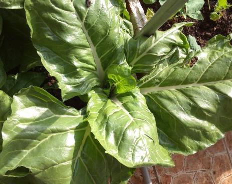 农民大姐介绍,这种菜越劈越长,不劈不长.至于原理,他也不清楚.