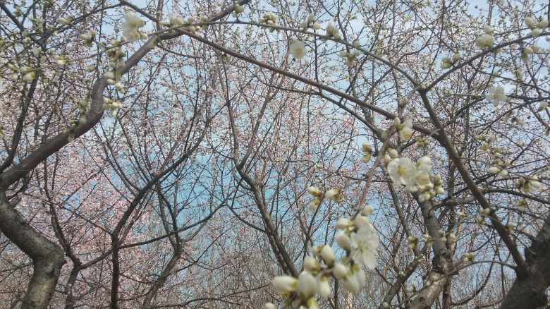 [图]春天来了,让春天的祝福带给所有海外学子们,祝福你们平安健康