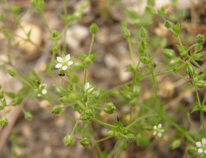 常见植物知识普及——不显无心菜