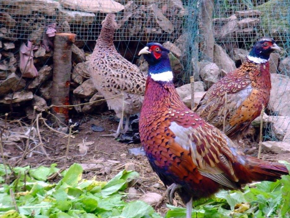 蛋鸡品种有哪些 - 2020年最新商品信息聚合专区 - 百度爱采购