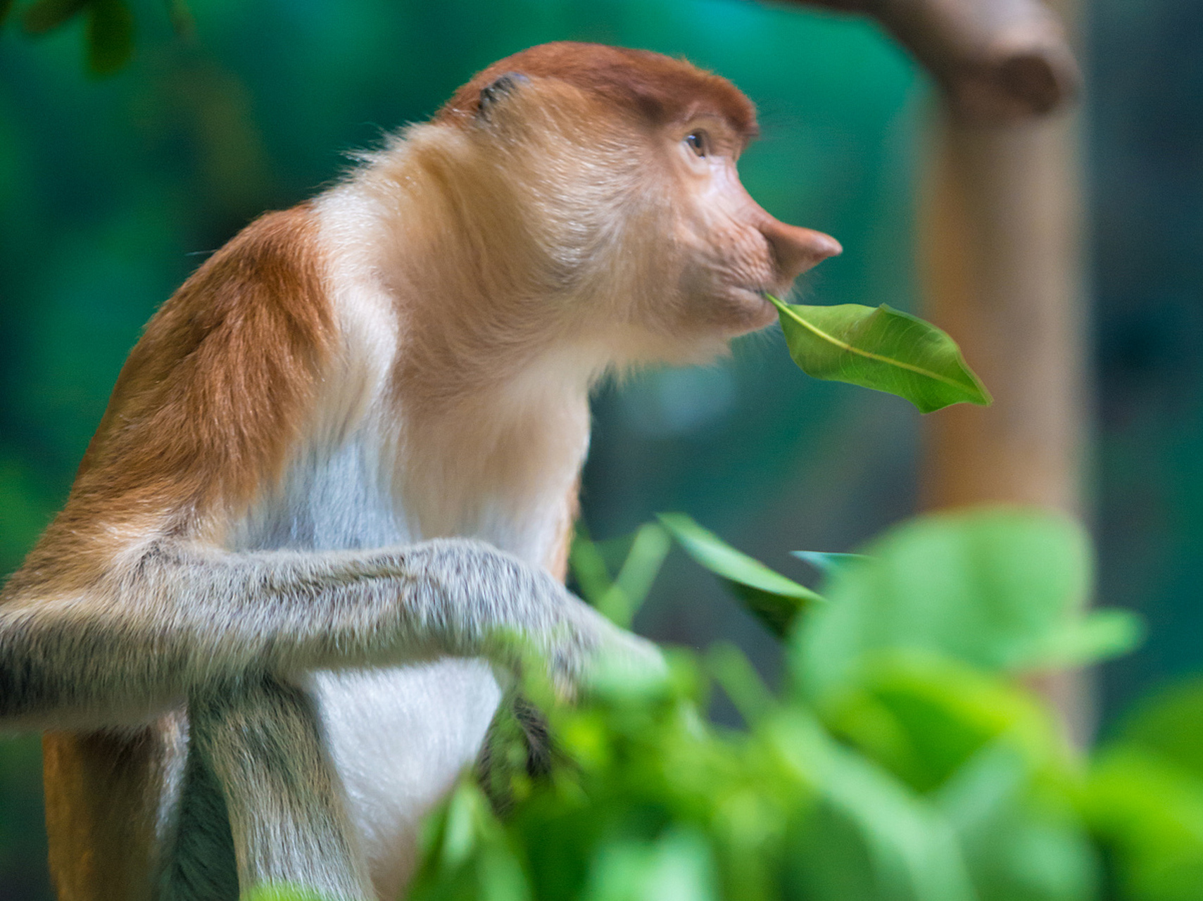 长鼻猴,这种生活在东南亚热带雨林的珍稀灵长类动物,以其独特的长鼻子