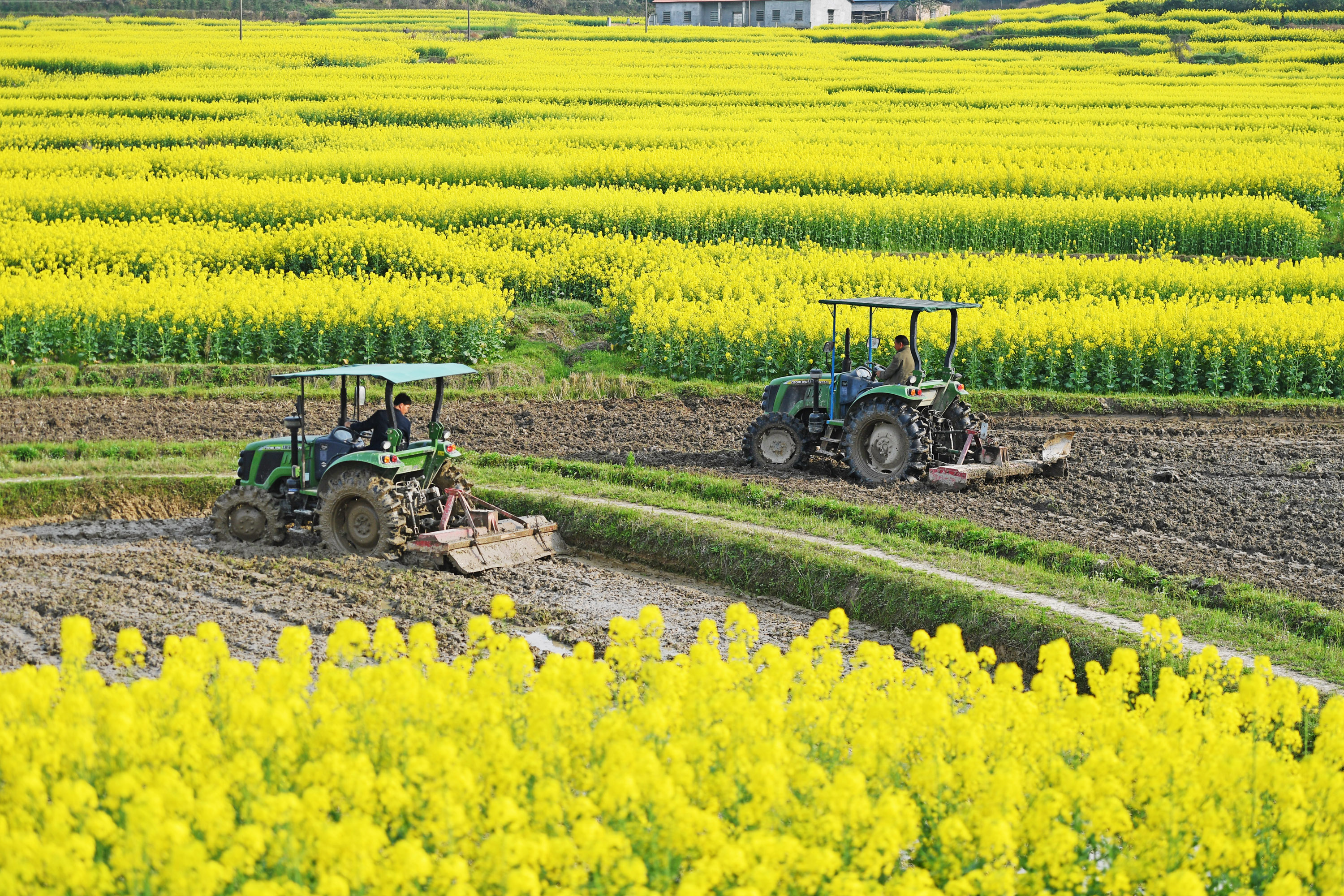 春分将至农事忙