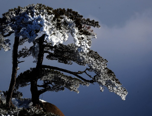 旅游:大美黄山,雪后迎客松更加挺拔苍劲