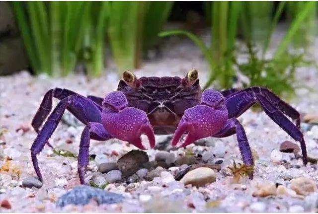 b,艾草松鸡是北美洲最大的松鸡.身高48-76厘米,体重2300-3200克.