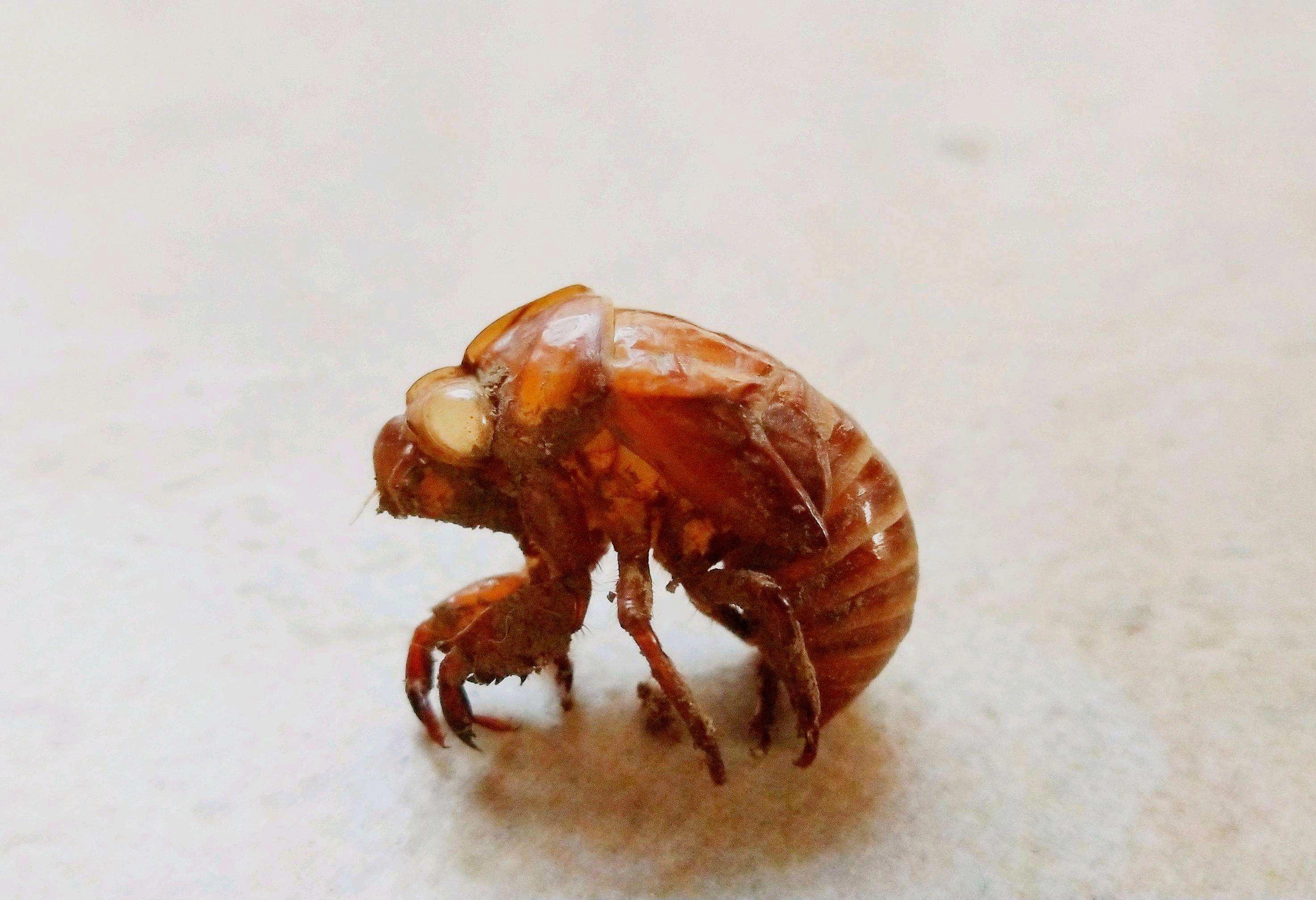 农村很多人收知了壳,一两上百元,到底有什么用处?