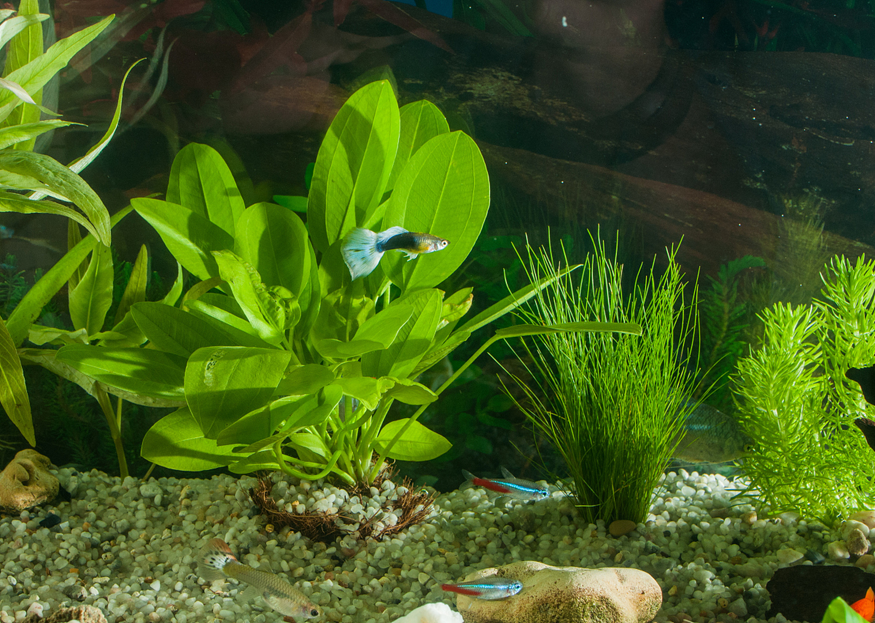 别担心,今天我就来给你们分享一些关于小水榕水草的养护秘诀,保证让你