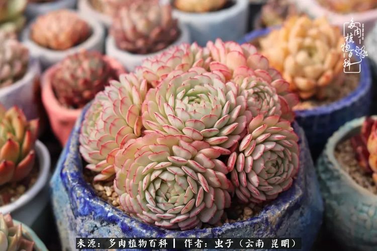 冬日阳光下的多肉音乐会,一起迎接新的未来!