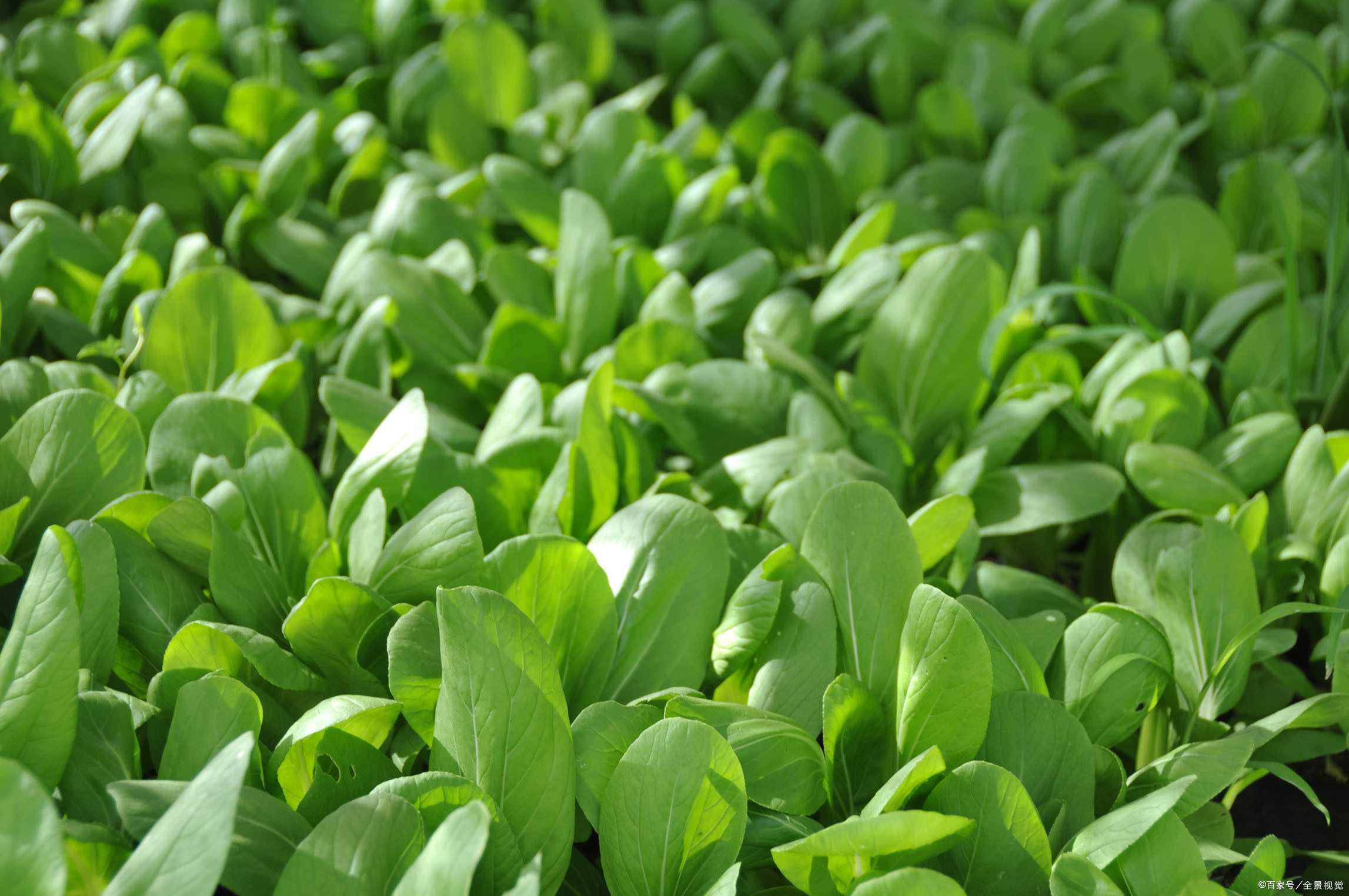 青菜- 热门商品专区