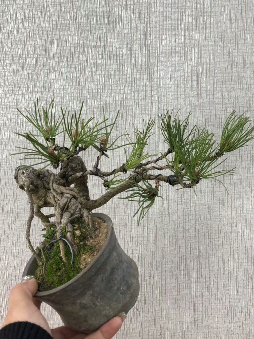 小型山松老桩盆景,这样的打扮让人羡慕嫉妒恨,真想拥有一盆.