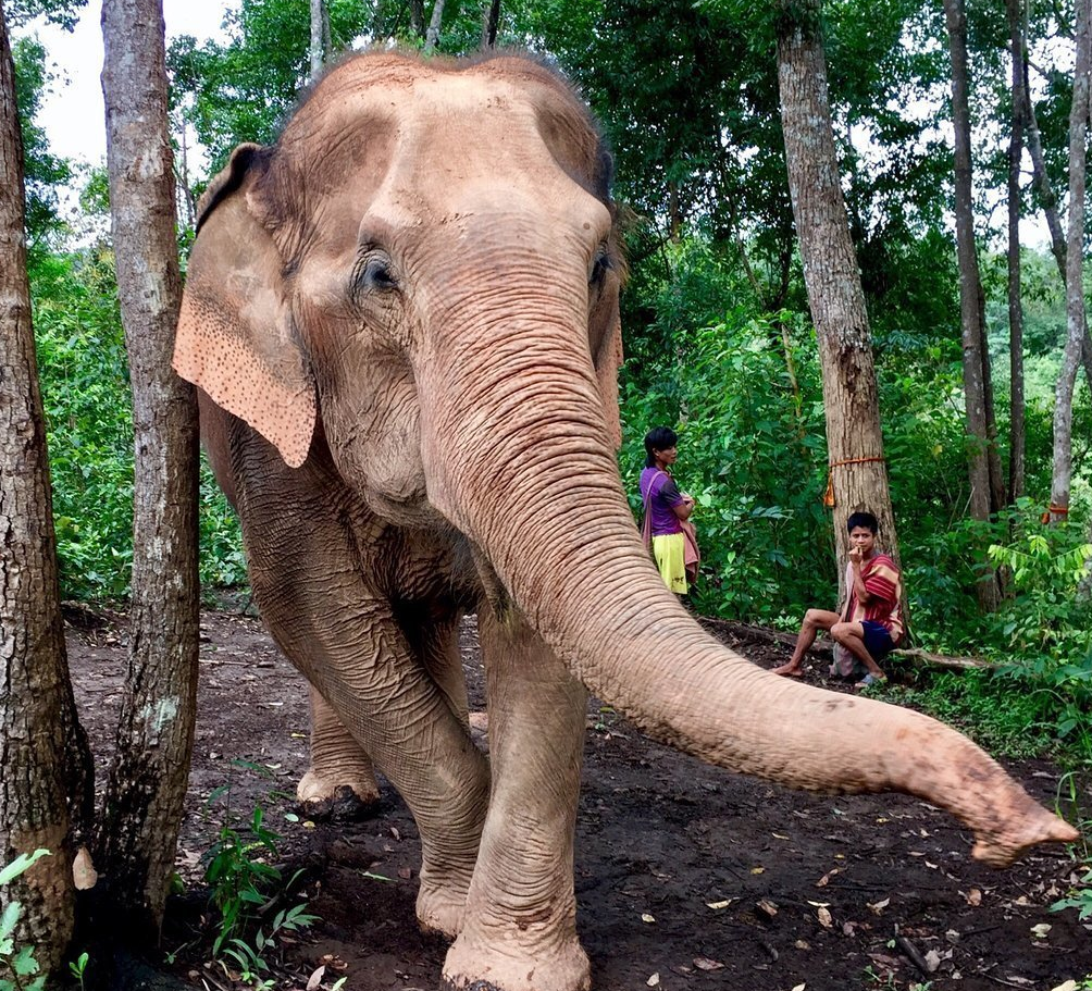 在這家動物園裡,你可以和大象親密接觸,非常難忘