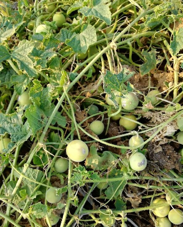 农村地里长的"野西瓜",一棵藤上几十个瓜,能吃不?