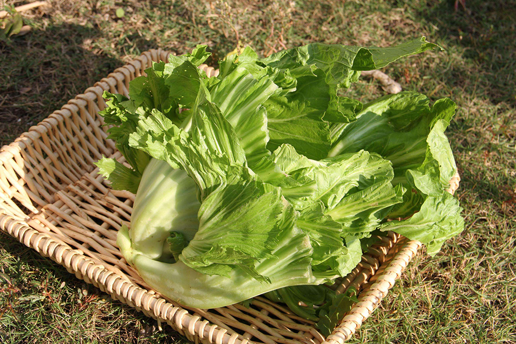 品种繁多,在广东等南方地区水培的品种多为散叶类型的竹芥和南风芥