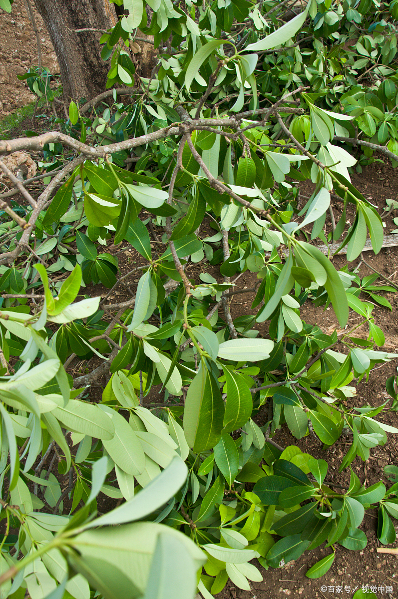 夏日的绿色诗篇,树仔菜,清热解毒,健胃消食,还护眼