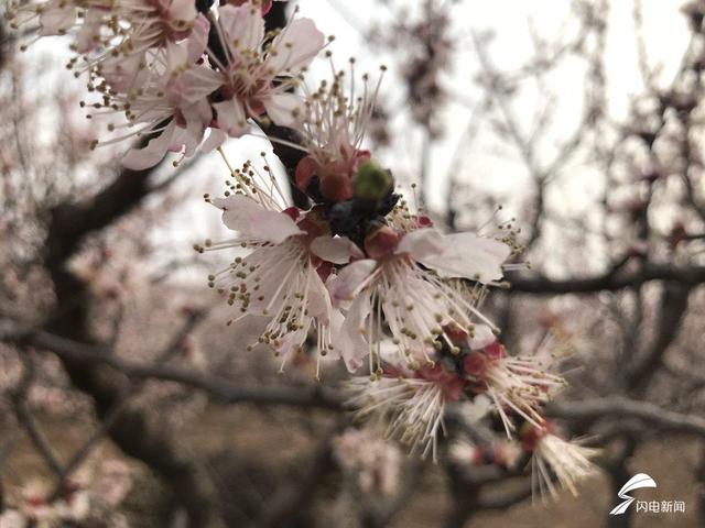 珍珠油杏开花图片图片