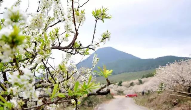 行摄梅花海洋盛景:惠东梁化梅园攻略