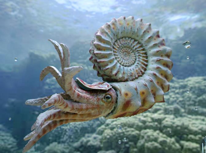 菊石,这种海洋软体动物生存于泥盆纪至晚白垩世,生存年代很长,在