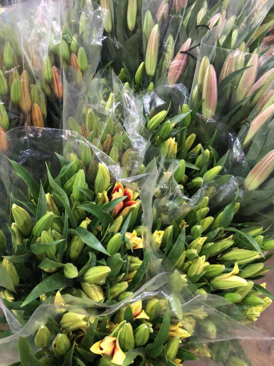 实地探访!周末走进云南昆明斗南花市的百合花市场(多图)