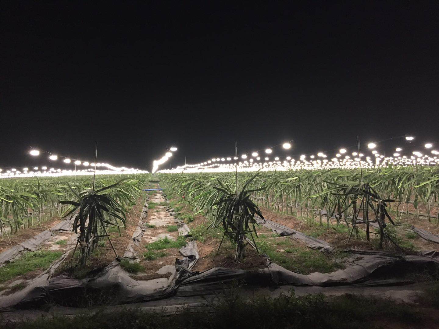 火龙果补光灯的作用 - 2020年最新商品信息聚合专区 - 百度爱采购