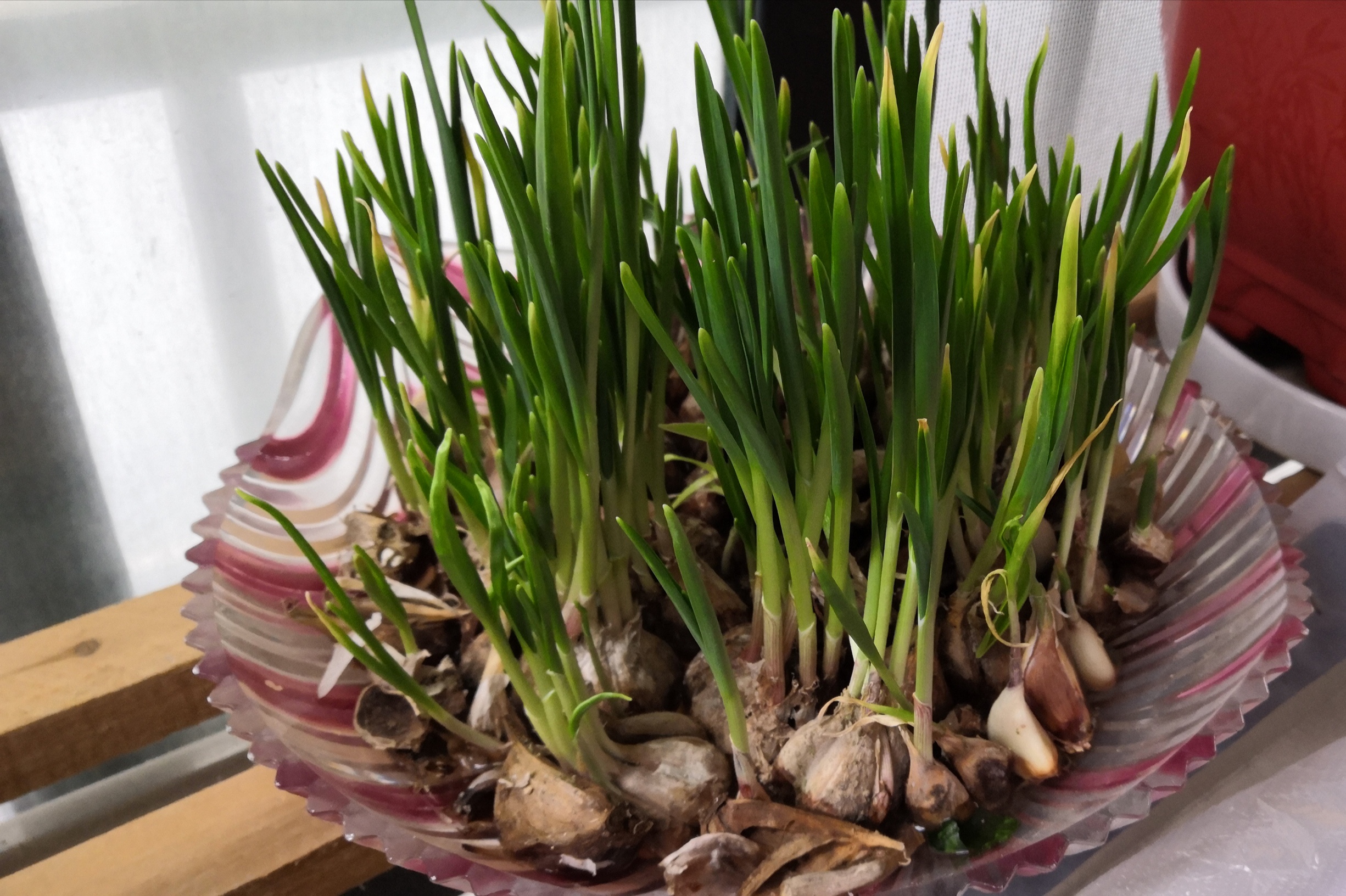 发芽大蒜别扔,做成盆栽,全家都吃不完