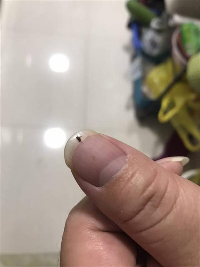 南宁两个小区停车场出现跳蚤,疑与流浪猫有关