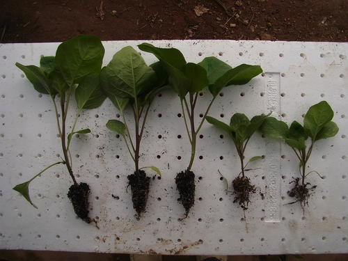 在家闭门不出,学奶奶这样种"鸡蛋茄",7天收1茬,一次1箩筐