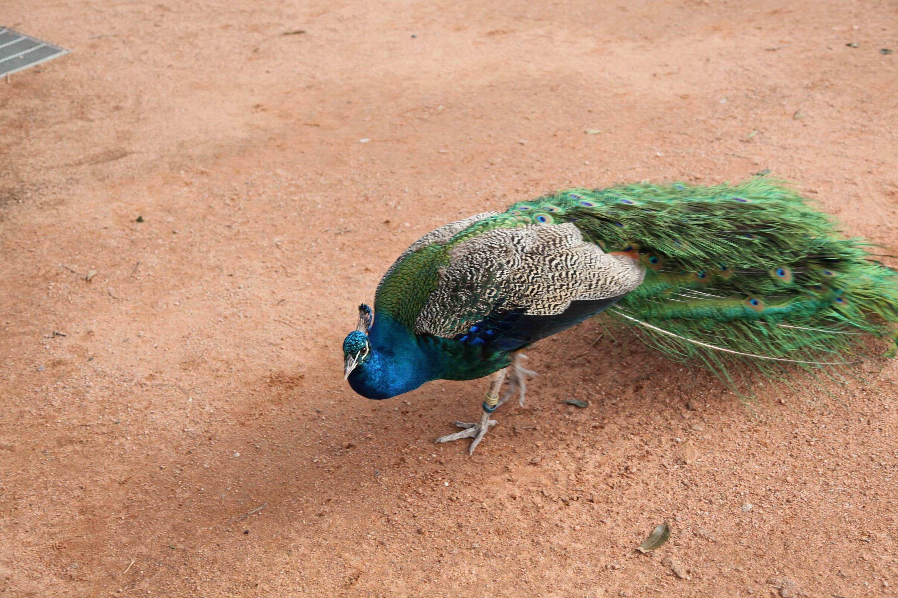 孔雀是一种珍稀鸟类,该如何进行人工饲养?这四个管理工作要注意