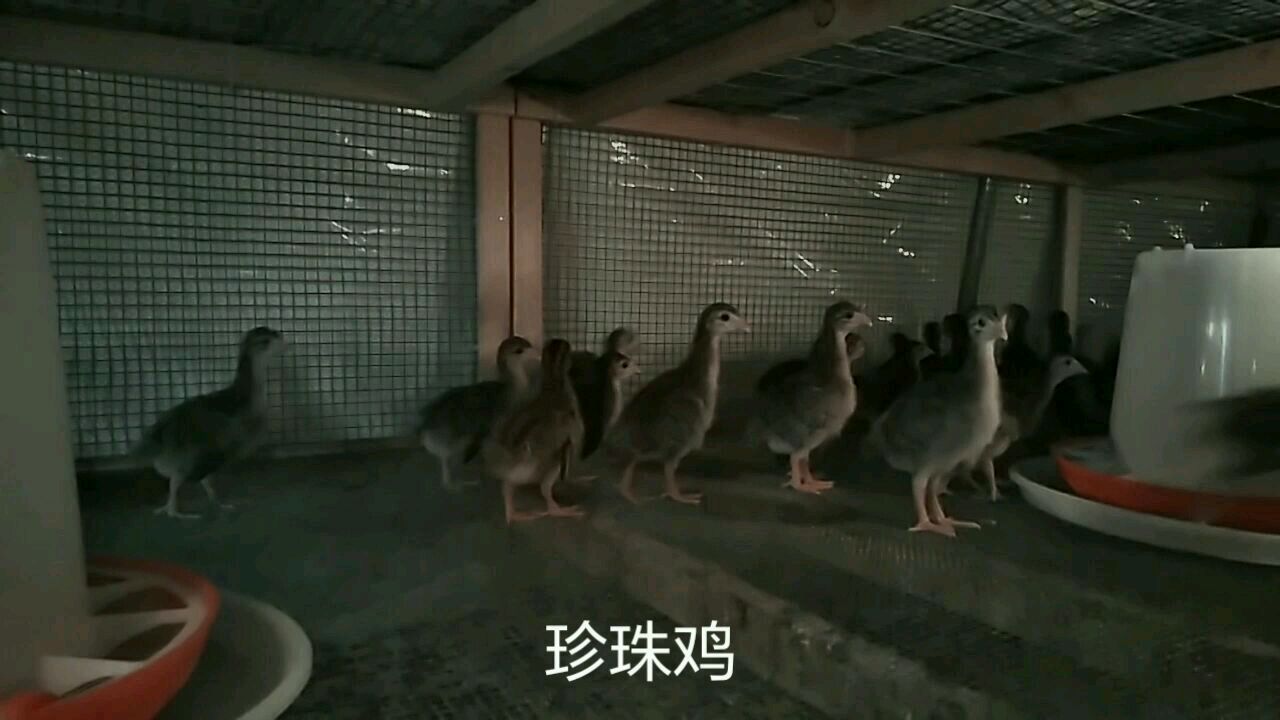 小田山鸡养殖:育雏第13天,最难养的小山鸡现在状况如何了