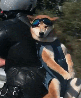 宠主带狗骑车,柴犬像书包一样,被背在身后,这是飞翔的