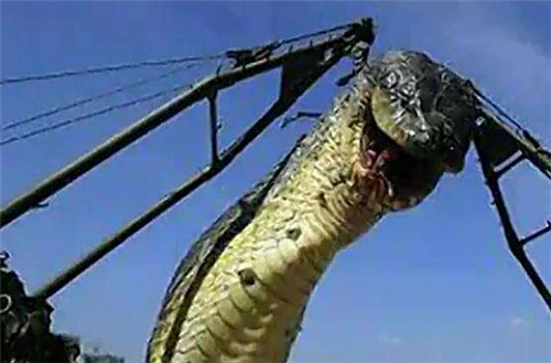 中国最大的一条"巨蛇",守护故宫已有600余年,至今无人敢动