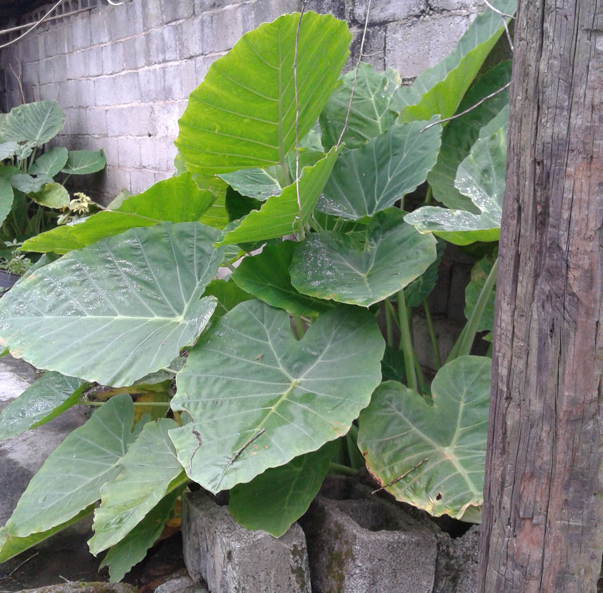 这植物叫"广芋,和滴水观音长得很像,叶柄可以吃,知道的不多