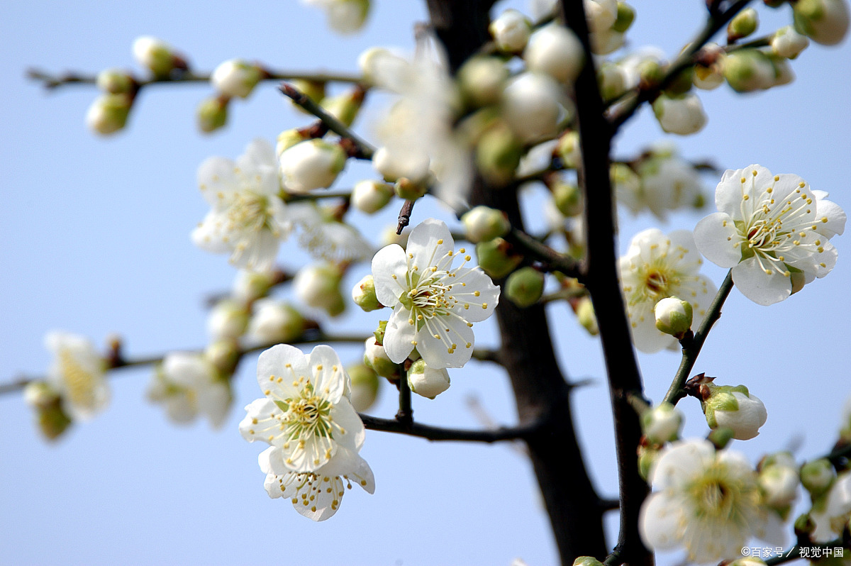 看南天湖白梅花
