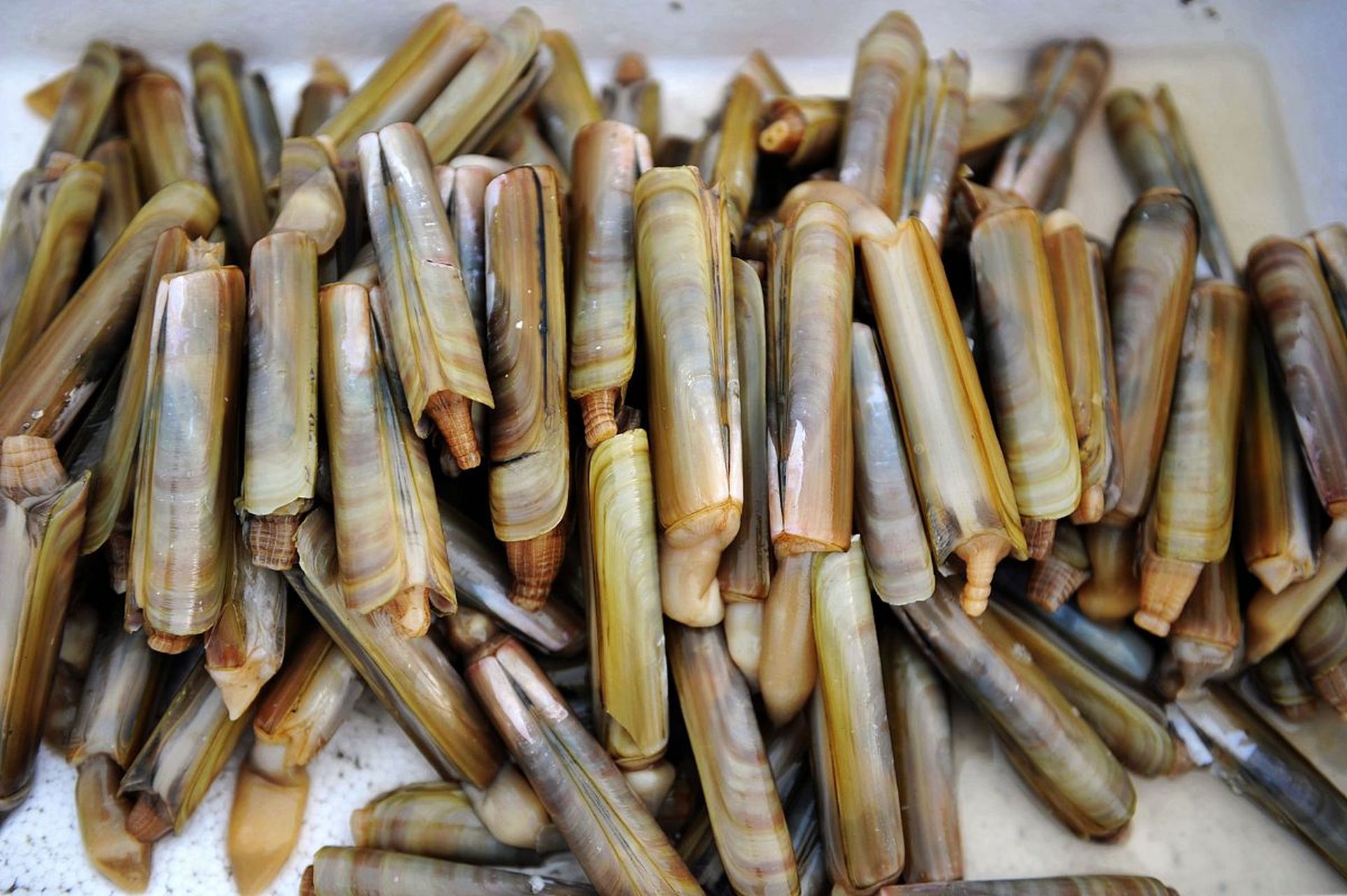 [原文:竹节蛏子的做法大全]