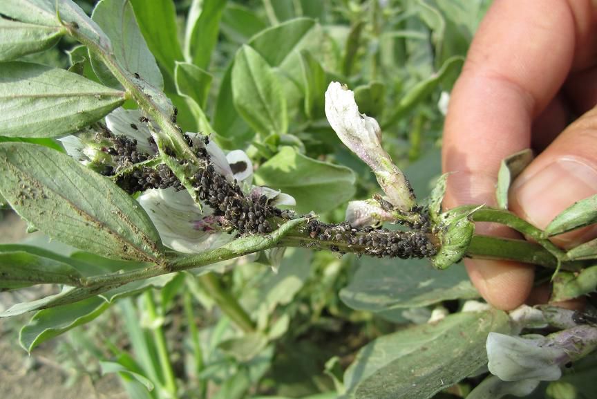 资深农人告诉你,6种蔬菜蚜虫的防治方法