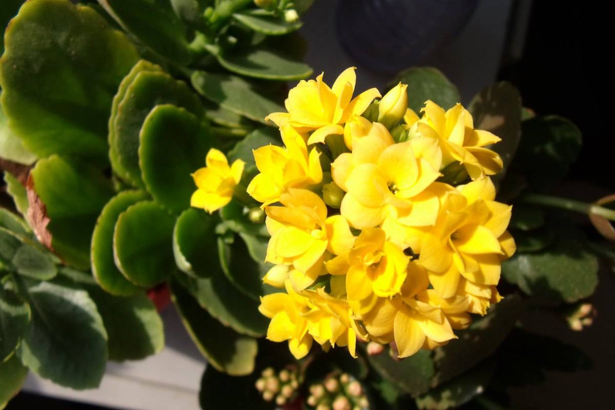 家养的长寿花为什么只长叶,不开花?