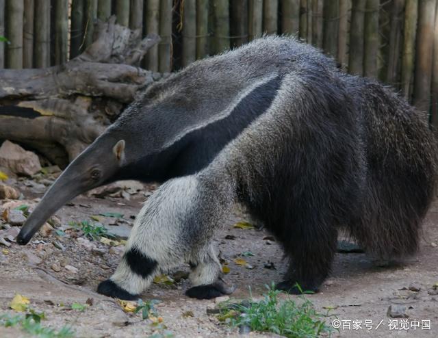 食蚁兽长相奇特,嘴巴又尖又长