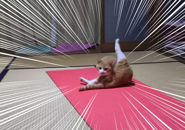 瑜伽猫咪趴动作图片