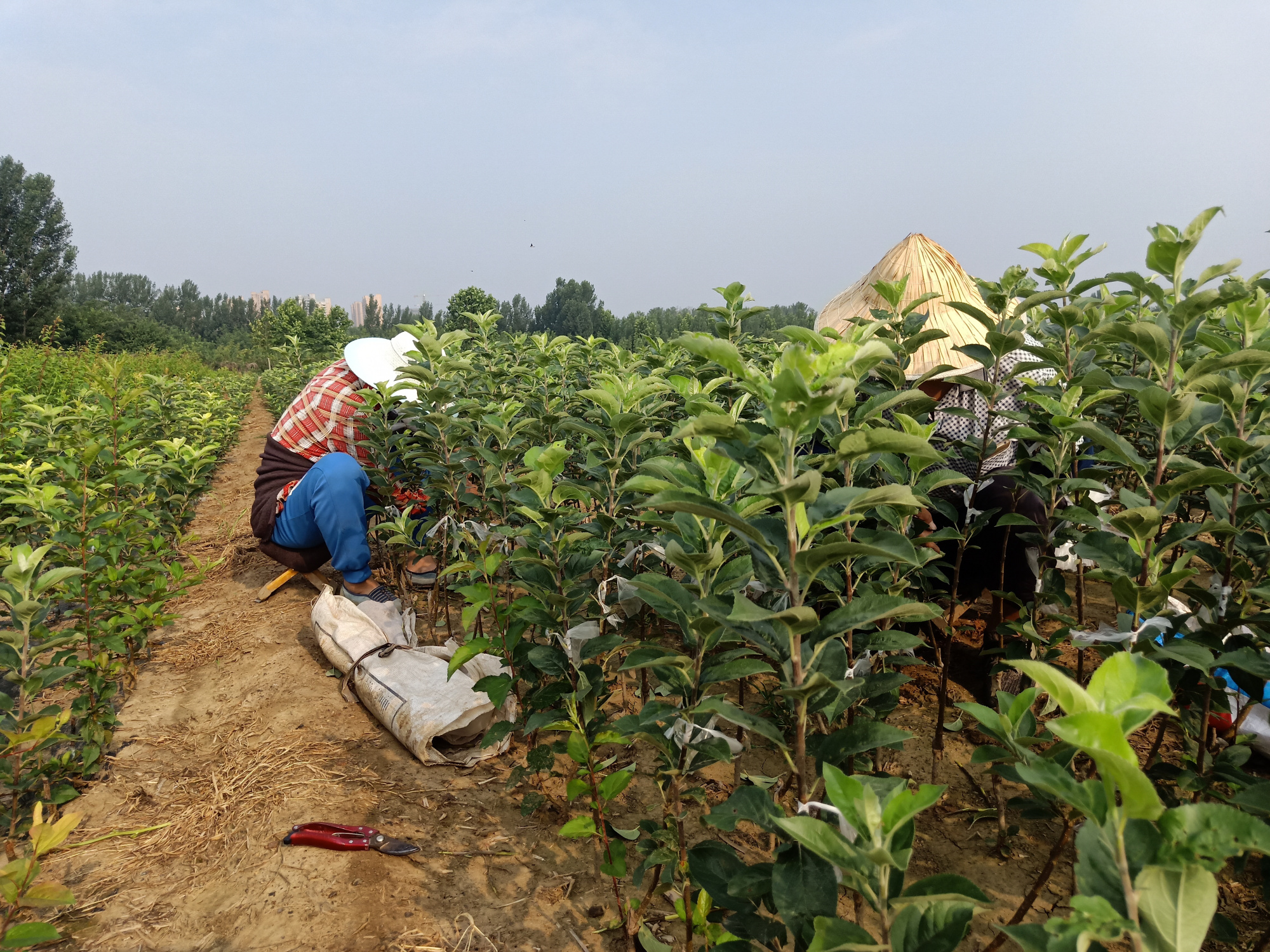 今年3月份嫁接的乔化秦脆苹果苗