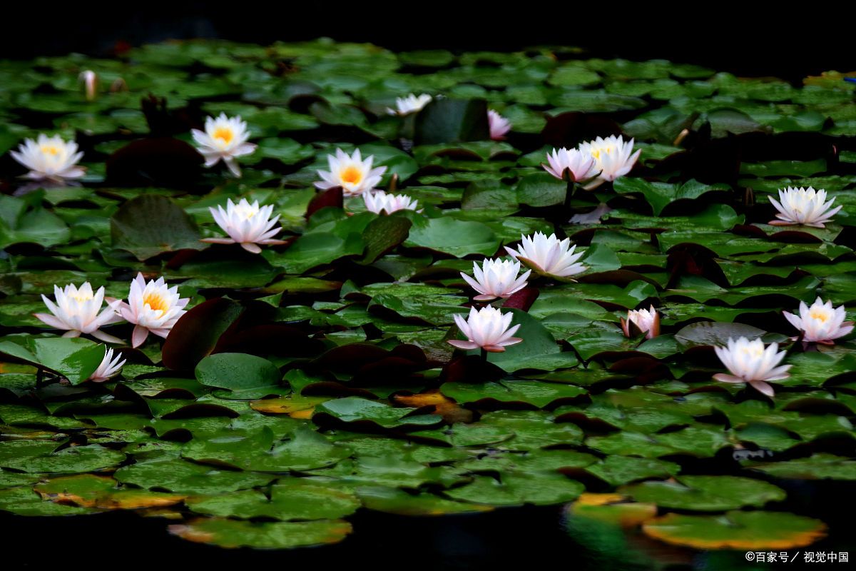 什么是旱生,中生,湿生,水生花卉,快来看看吧
