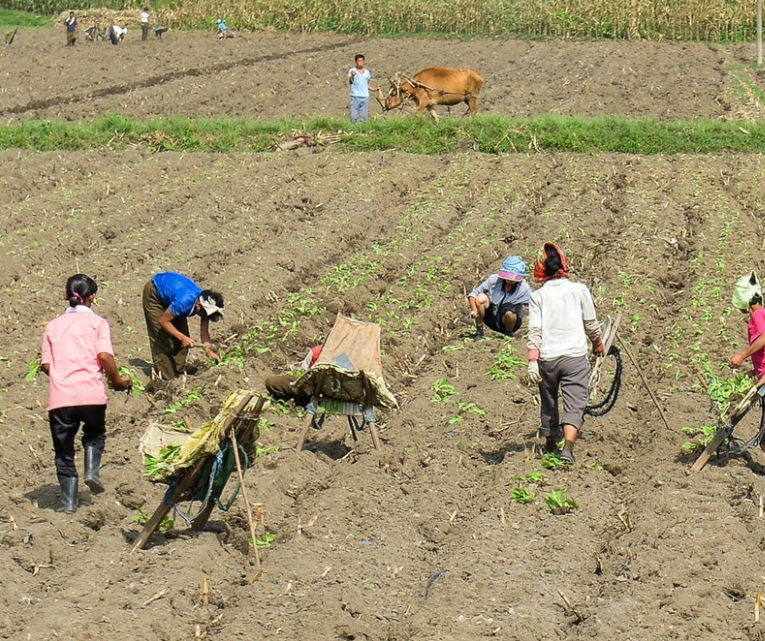 图为朝鲜农民在播种的场景,朝鲜农民下地干活可以挣工分
