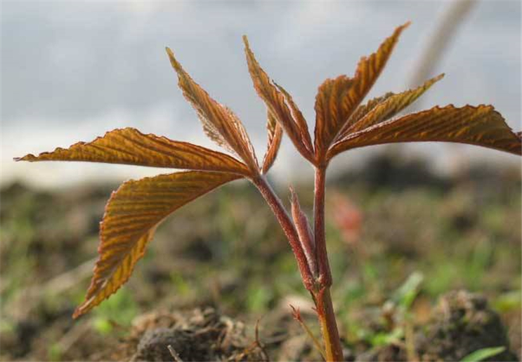 百度爱采购首页 商品专题_美国红枫美国红枫种子的保质期可根据条件