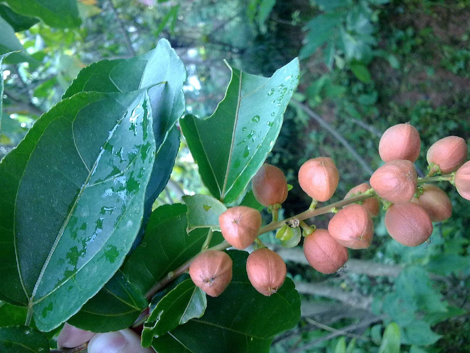 巴豆的种植 - 2020年最新商品信息聚合专区 - 百度爱采购