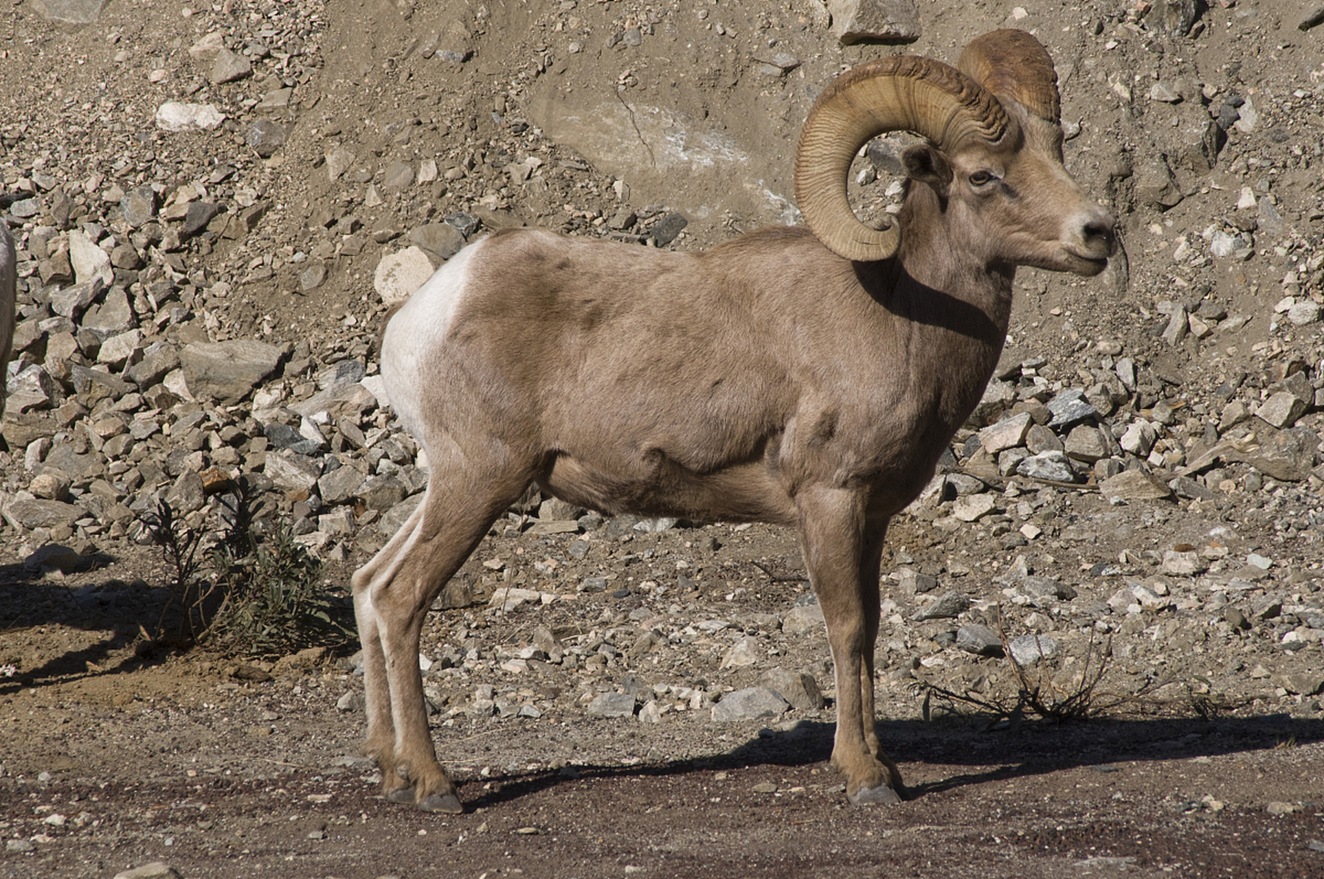盘羊是一种体型粗壮的动物,身长1.