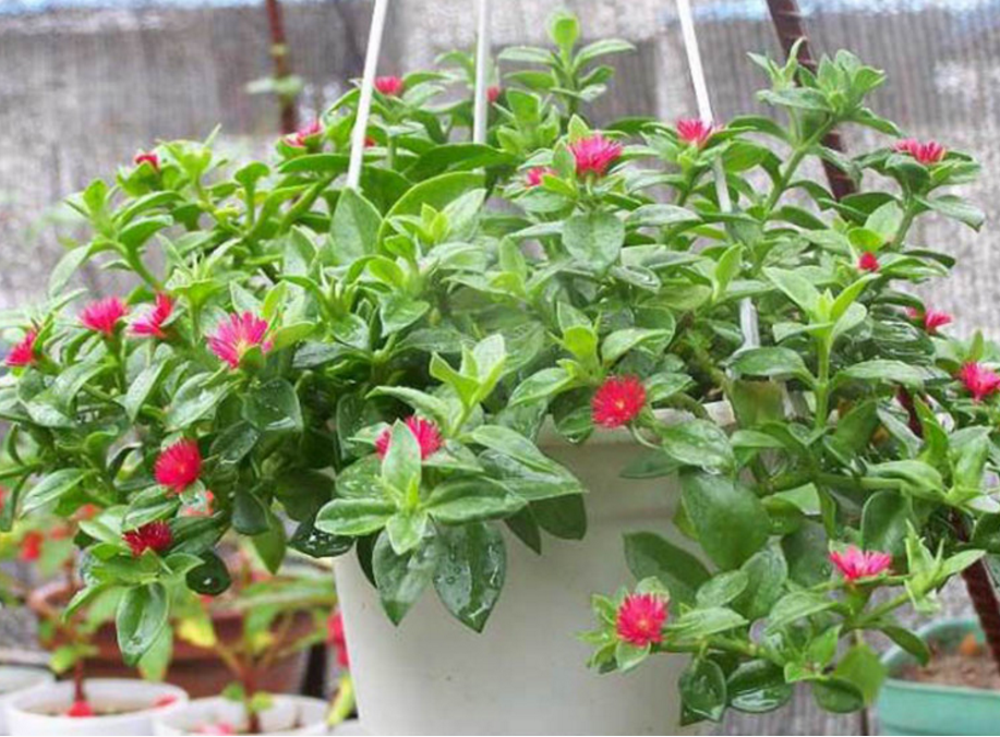 牡丹吊兰不用买,仅用"一根茎"能养出一满盆,叶片还脆嫩可口!