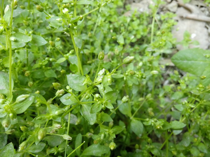 农村用来喂猪的野草,殊不知它有催乳作用,看到请珍惜
